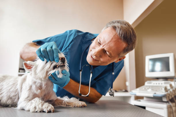 Best Emergency Dental Surgery in Sherwood Manor, CT
